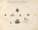Platine Painting 21 A butterfly with a dragonfly, a ladybug, and five other insects - Joris Hoefnagel — artwork view
