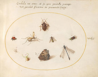 Platine Painting 21 A butterfly with a dragonfly, a ladybug, and five other insects - Joris Hoefnagel — artwork view