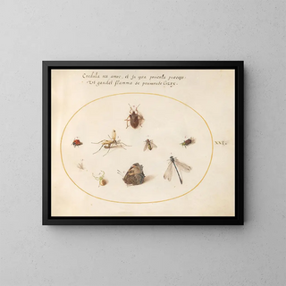 Platine Painting 21 A butterfly with a dragonfly, a ladybug, and five other insects - Joris Hoefnagel — framed artwork on a wall