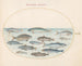 Planche 21: Morue et autres poissons - Joris Hoefnagel — artwork view