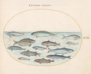 Planche 21: Morue et autres poissons - Joris Hoefnagel — artwork view