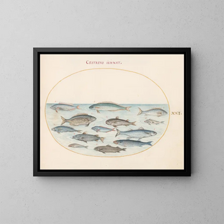 Planche 21: Morue et autres poissons - Joris Hoefnagel — framed artwork on a wall