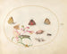 Platine 22: A cinnabar moth and a cockchafer with butterflies, other insects, and a wolf's mouth - Joris Hoefnagel — artwork view