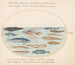 Planche 22: Flying fish, eels, and other fish - Joris Hoefnagel — artwork view