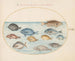 Planche 23: Dorade et autres poissons - Joris Hoefnagel — artwork view