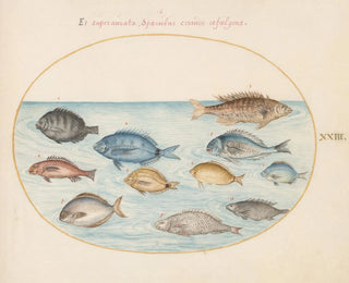 Planche 23: Dorade et autres poissons - Joris Hoefnagel — artwork view