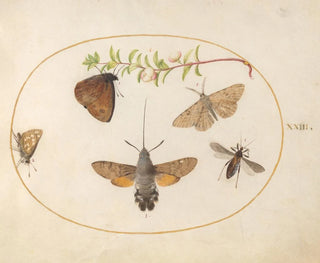 Plant Painting 23: Sphinx Butterfly, Butterflies, and Other Insects Around a Deutzia Branch - Joris Hoefnagel — artwork view