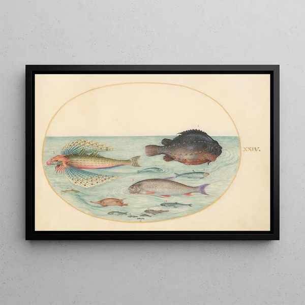 Planche 24 Flying Groundhog Swallow Lumpsucker male Long-spined Trumpetfish and other fishes - Joris Hoefnagel — framed artwork on a wall