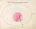 Plant 24 Pink pink - Joris Hoefnagel — artwork view