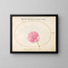 Plant 24 Pink pink - Joris Hoefnagel — framed artwork on a wall