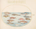 Planche 25: Mediterranean flying fish, other labrids, a swallow-tailed perch, several anthias and other fish - Joris Hoefnagel — artwork view