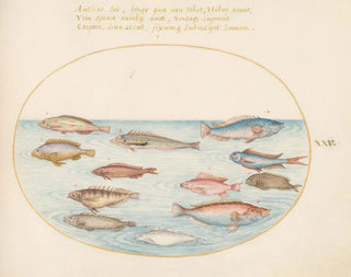 Planche 25: Mediterranean flying fish, other labrids, a swallow-tailed perch, several anthias and other fish - Joris Hoefnagel — artwork view