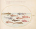 Planche 26: Dragons de Gurnard et autres poissons - Joris Hoefnagel — artwork view