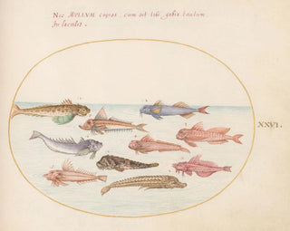 Planche 26: Dragons de Gurnard et autres poissons - Joris Hoefnagel — artwork view