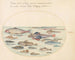 Planche 27: Blennies, poissons scorpions et autres poissons - Joris Hoefnagel — artwork view