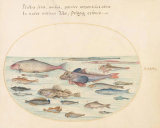 Planche 27: Blennies, poissons scorpions et autres poissons - Joris Hoefnagel — artwork view