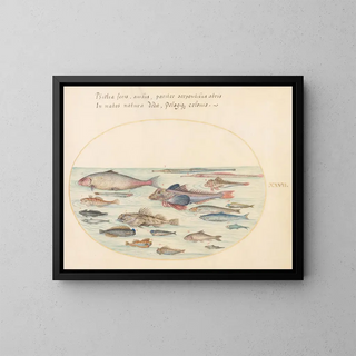 Planche 27: Blennies, poissons scorpions et autres poissons - Joris Hoefnagel — framed artwork on a wall