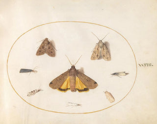 Planche 28 Eight moths, including a large Yellow Noctuid and a Gray Dagger - Joris Hoefnagel — artwork view