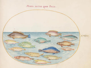 Platine Painting 28: Dorade et autres poissons - Joris Hoefnagel — artwork view