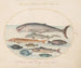 Planche 2: Cachalot, esturgeon, requin et autres poissons - Joris Hoefnagel — artwork view
