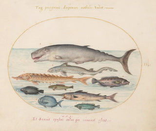 Planche 2: Cachalot, esturgeon, requin et autres poissons - Joris Hoefnagel — artwork view