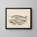 Planche 2: Cachalot, esturgeon, requin et autres poissons - Joris Hoefnagel — framed artwork on a wall