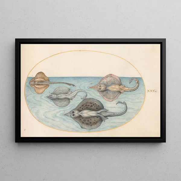 Planche 30, Four rays - Joris Hoefnagel — framed artwork on a wall