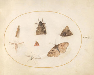 Platine 30 Sept moths - Joris Hoefnagel — artwork view