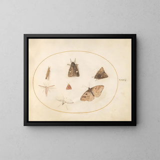 Platine 30 Sept moths - Joris Hoefnagel — framed artwork on a wall