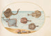 Planche 31 Electric marbled ray with other rays or shell rays and a mollusk in its shell - Joris Hoefnagel — artwork view