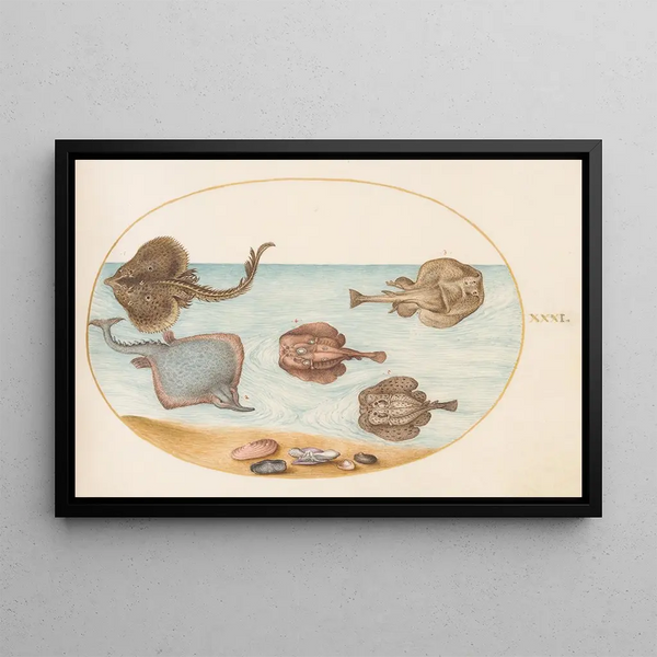 Planche 31 Electric marbled ray with other rays or shell rays and a mollusk in its shell - Joris Hoefnagel — framed artwork on a wall
