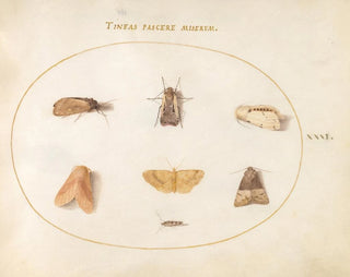 Platine Painting 31 Sept moths - Joris Hoefnagel — artwork view