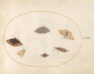 Platine 32 Six Papillons de Nuit - Joris Hoefnagel — artwork view