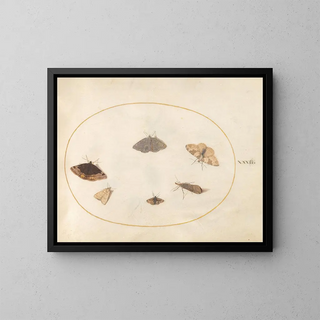 Platine 32 Six Papillons de Nuit - Joris Hoefnagel — framed artwork on a wall