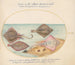 Planche 32: Raies avec un œuf et deux poissons plats - Joris Hoefnagel — artwork view