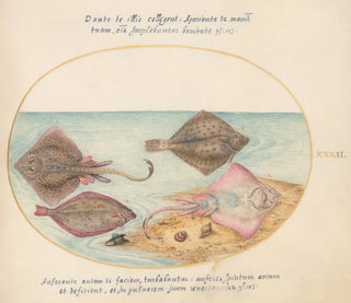 Planche 32: Raies avec un œuf et deux poissons plats - Joris Hoefnagel — artwork view