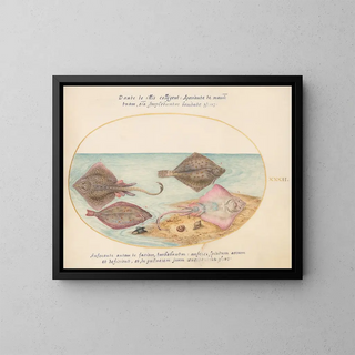 Planche 32: Raies avec un œuf et deux poissons plats - Joris Hoefnagel — framed artwork on a wall