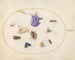 Platine Painting 33 Night butterfly and butterfly with other insects and a columbine flower - Joris Hoefnagel — artwork view