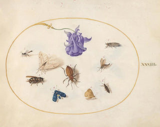 Platine Painting 33 Night butterfly and butterfly with other insects and a columbine flower - Joris Hoefnagel — artwork view