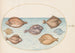 Planche 34 Sept poissons plats - Joris Hoefnagel — artwork view