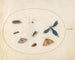 Plate 34 Two moths with a spider, a caterpillar, a damselfly, and other insects - Joris Hoefnagel — artwork view