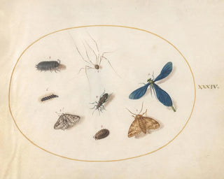 Plate 34 Two moths with a spider, a caterpillar, a damselfly, and other insects - Joris Hoefnagel — artwork view