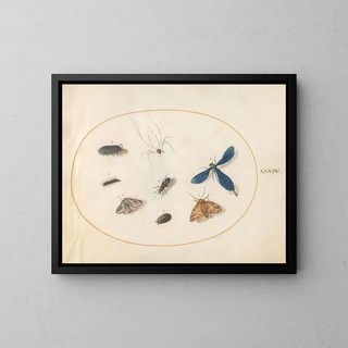 Plate 34 Two moths with a spider, a caterpillar, a damselfly, and other insects - Joris Hoefnagel — framed artwork on a wall