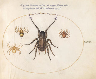 Platine 35 of a wolf spider and three other spiders - Joris Hoefnagel — artwork view