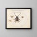 Platine 35 of a wolf spider and three other spiders - Joris Hoefnagel — framed artwork on a wall