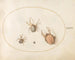 Planche 36 Three large spiders and a small spider - Joris Hoefnagel — artwork view
