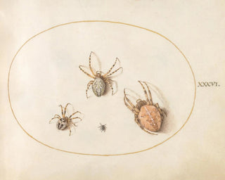 Planche 36 Three large spiders and a small spider - Joris Hoefnagel — artwork view