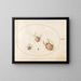 Planche 36 Three large spiders and a small spider - Joris Hoefnagel — framed artwork on a wall