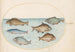 Planche 37 Six poissons dont une carpe - Joris Hoefnagel — artwork view