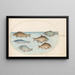 Planche 37 Six poissons dont une carpe - Joris Hoefnagel — framed artwork on a wall